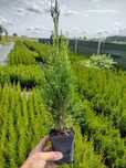 Tuja tuje Szmaragd - Thuja SMARAGD 30-40CM