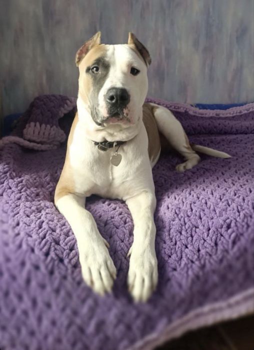 Амстафф Віва ! Прилаштовується ! Стерилізована !