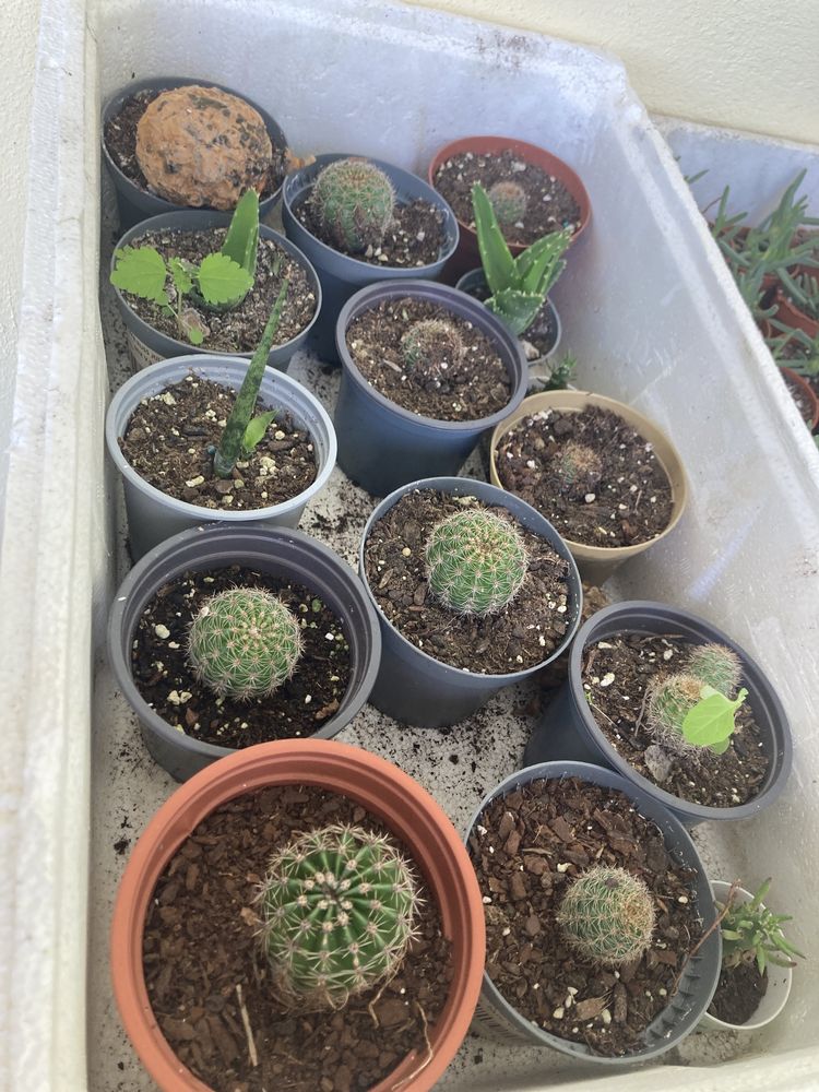 Suculentas e cactus