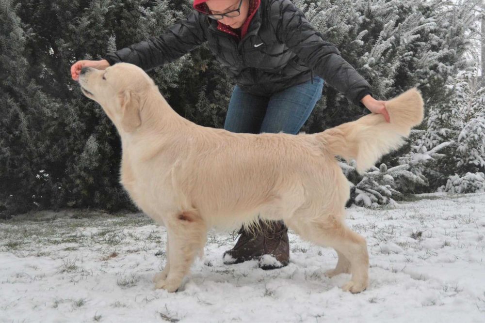 Golden Reriever ZKwP FCI