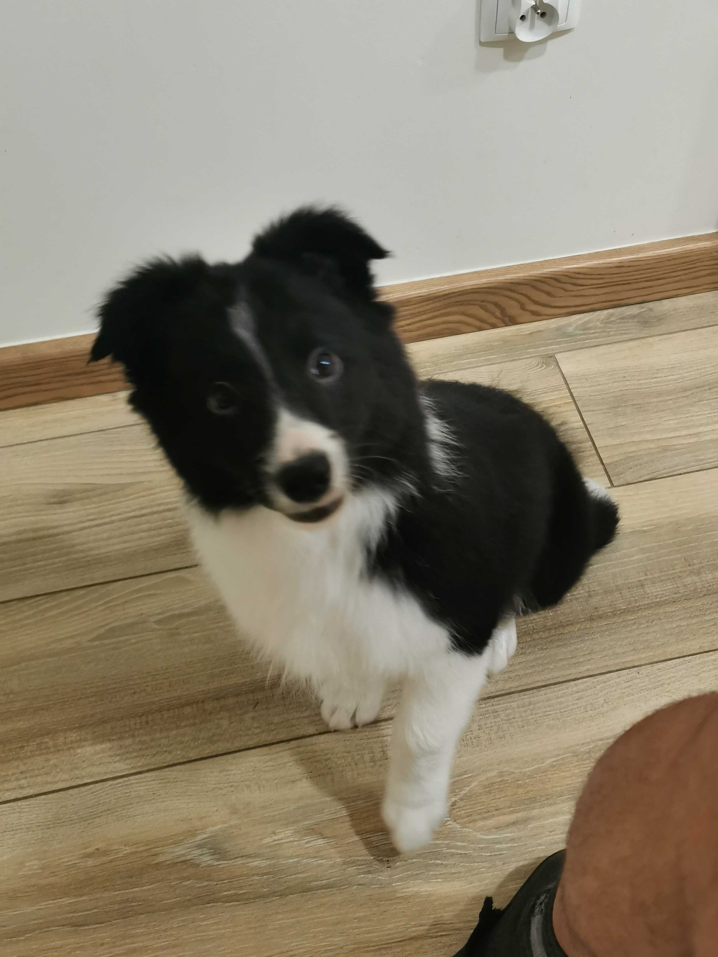 Border collie piesek