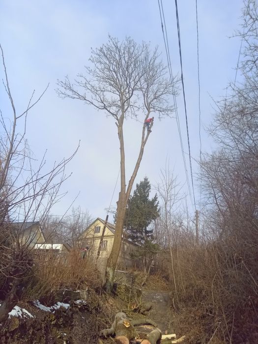 Видалення, порізка дерев