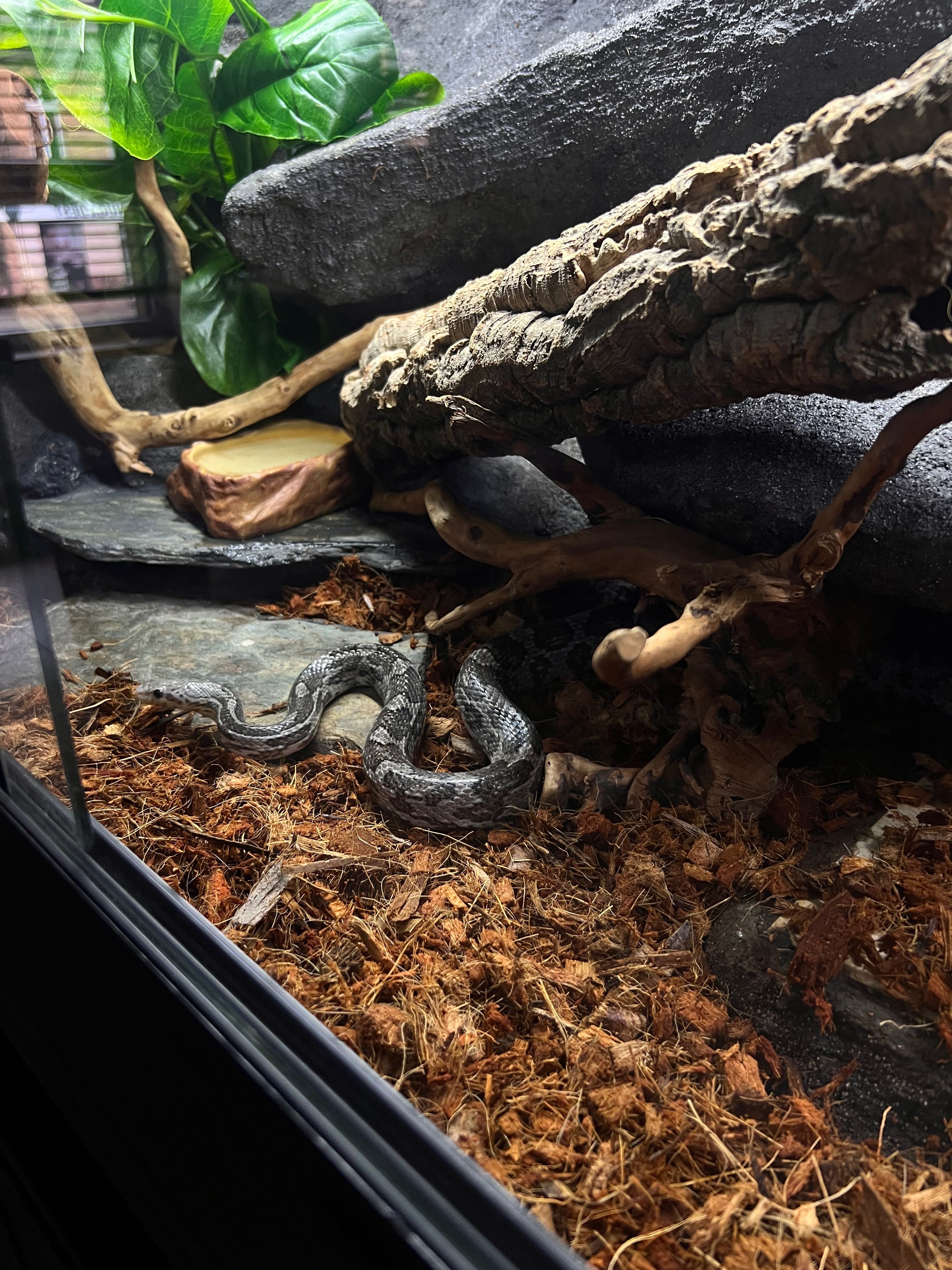 Terrarium dla węża