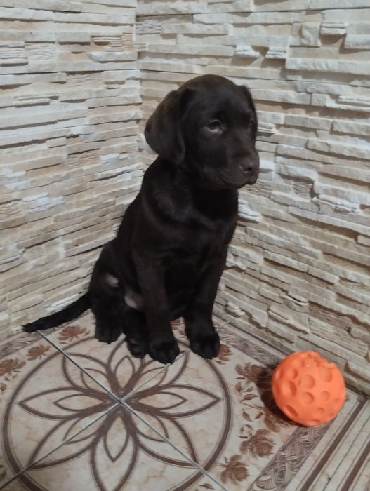 Лабрадори з документами розплідника є доставка до Німеччини