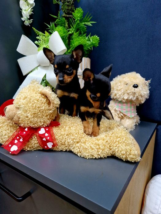 Pinczerek miniaturowy ratlerek sarenka z legowiskiem I wyprawką