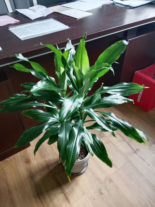 Kwiat doniczkowy dracena