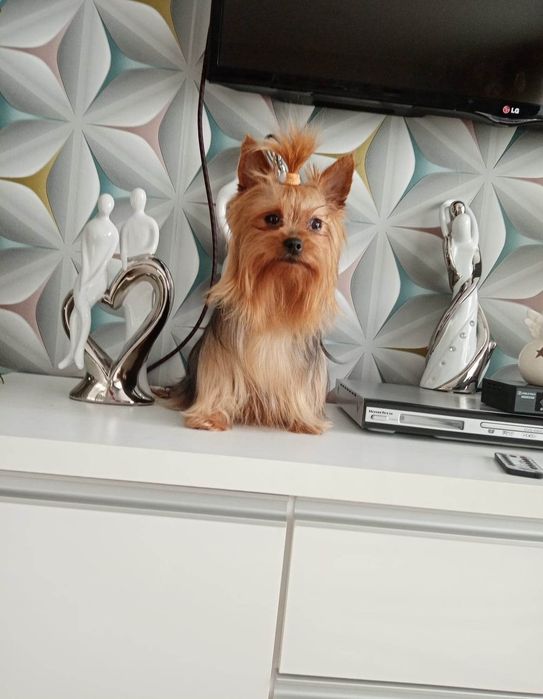 Suczka Yorkshire Terrier Miniaturka