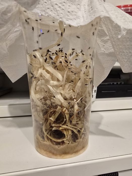 D.Melanogaster 2szt
