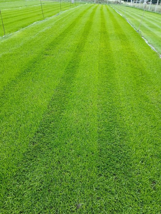 Trawa z rolki sprzedam