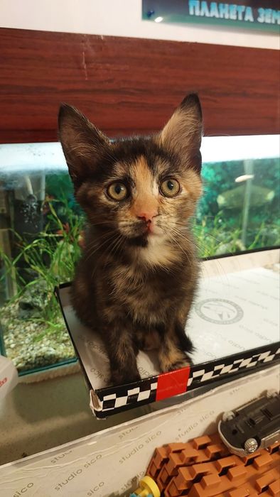 Кошеня-дівчинка до 3х міс., врятували з вулиці.Чекаємо котобатьків!