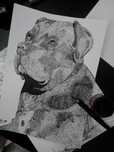 Desenho animais e retratos bebê/criança/adulto