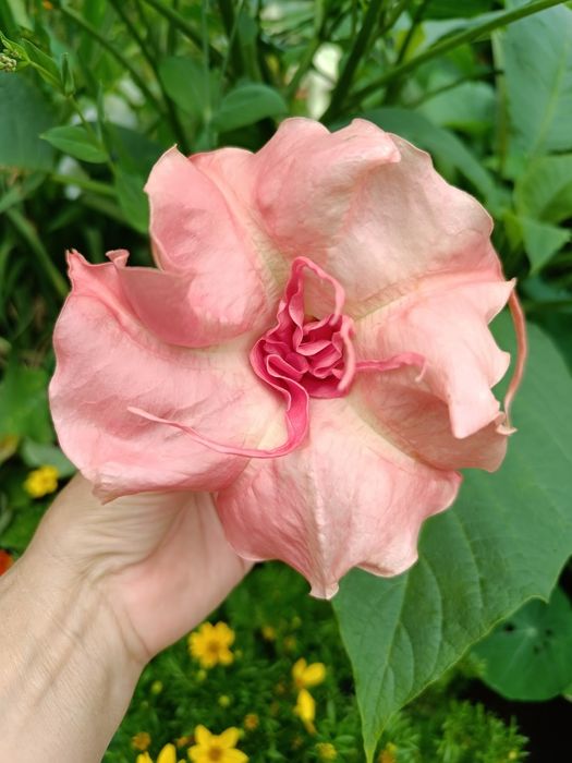 Brugmansja Dalens Pink Amour