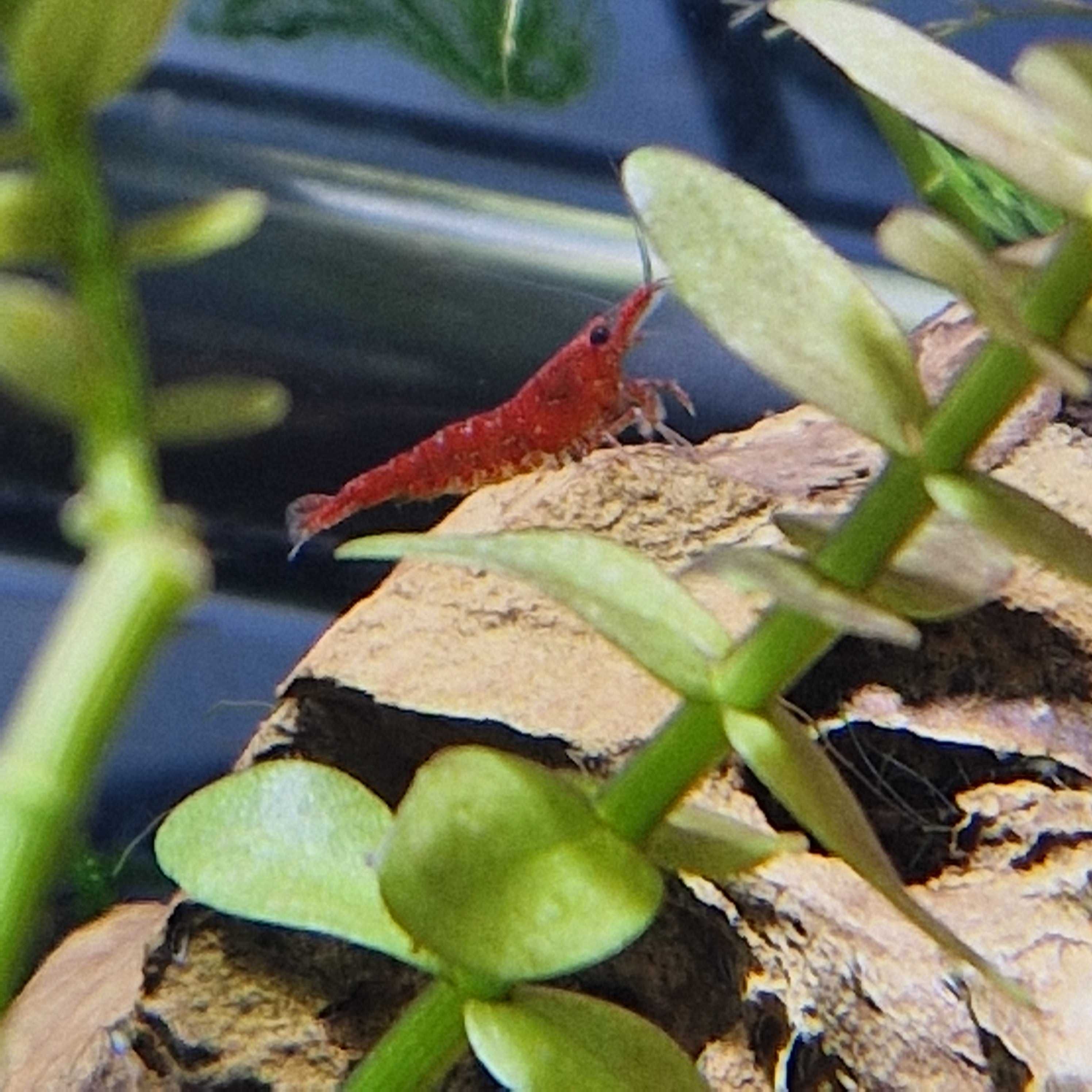 Neocaridina Fire Red
