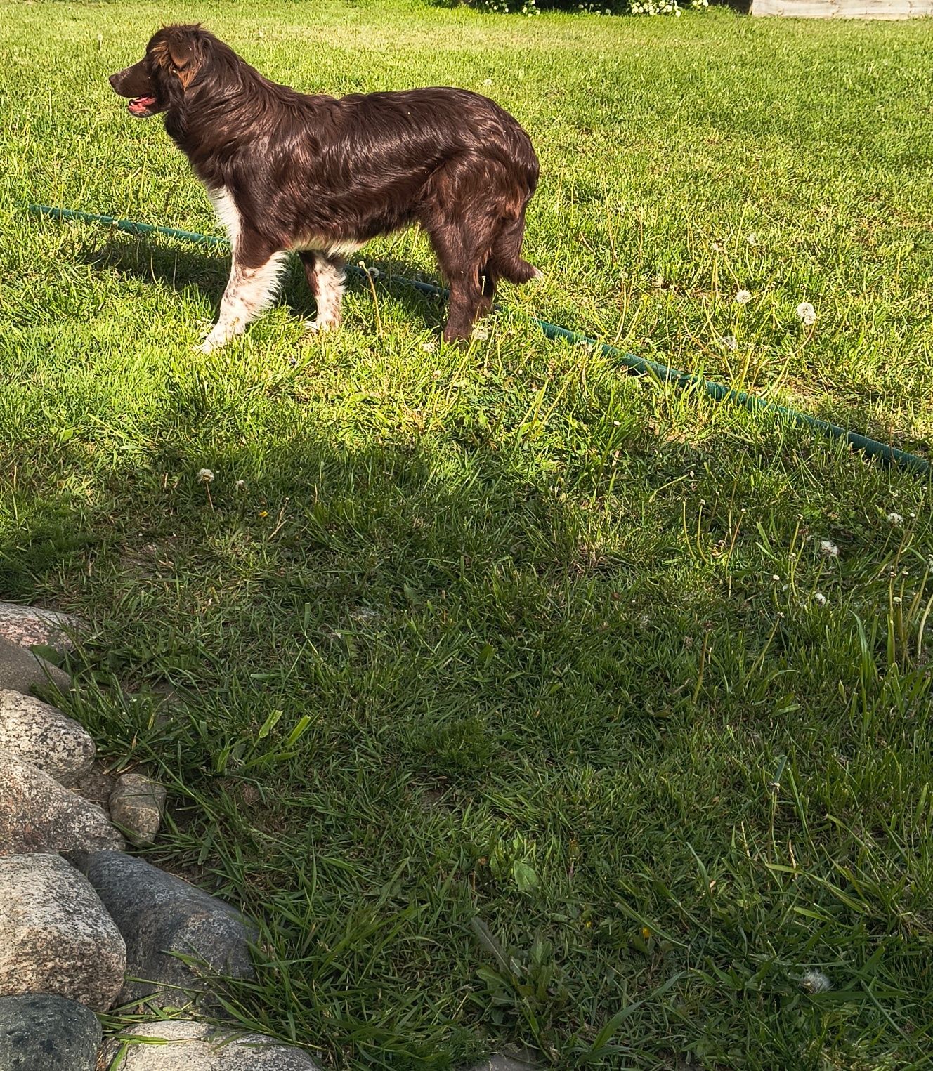 Border Collie czekoladowy piesek (chłopiec)