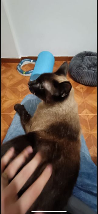 Doação de Gatinho