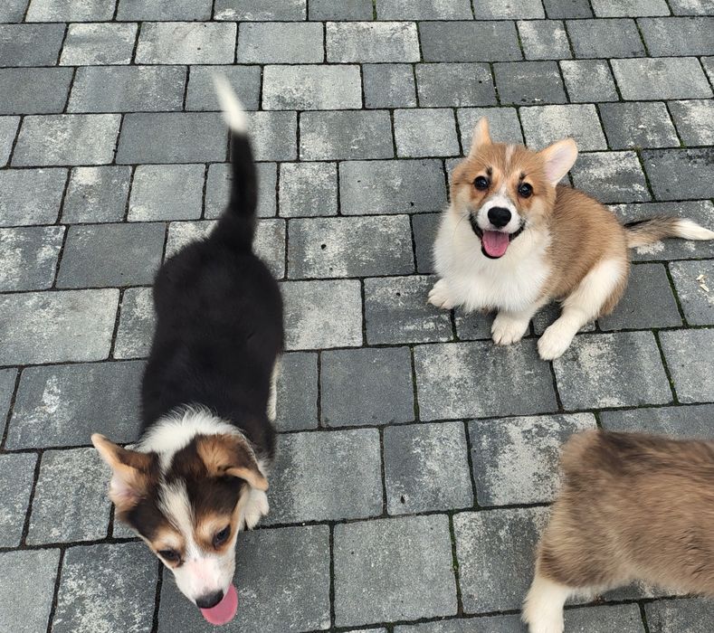 Welsh corgi pembroke FCI