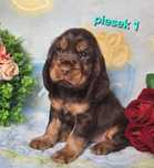 Cocker spaniel angielski- piesek z rodowodem