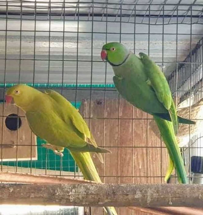 Sol/loris/ring necks