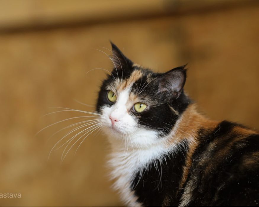 кошечка Мерлин, толстушка, 1 год. Крутая кошка