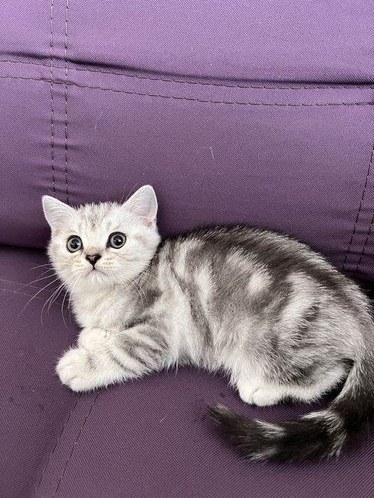 Чисокровне шиншилове кошеня тигрового окрасу, хлопчик