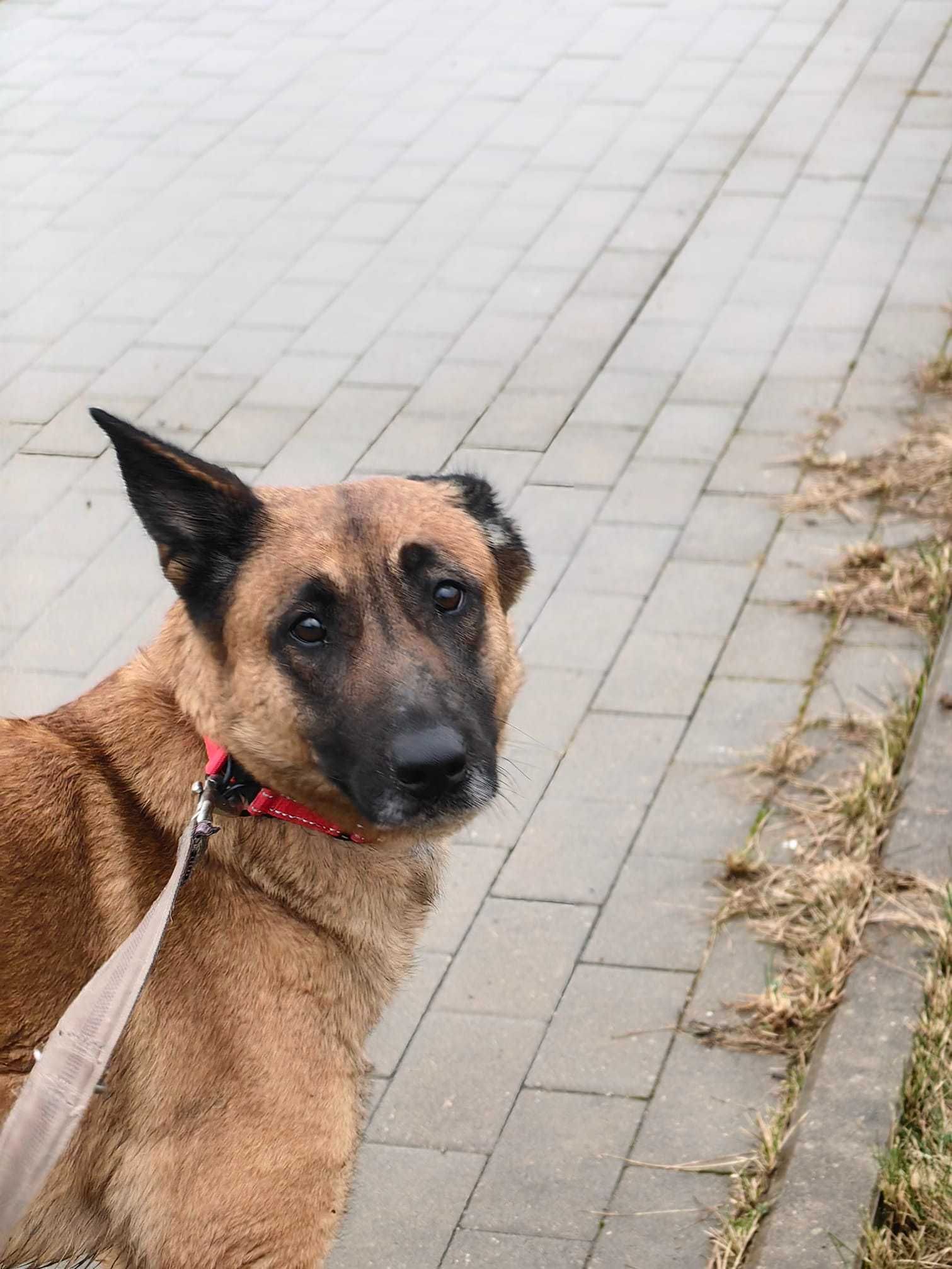 Rossa - suczka w typie owczarka belgijskiego Malinois