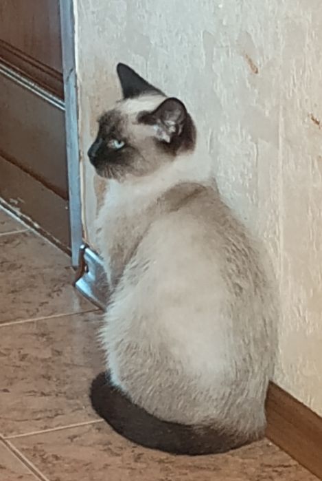 Сиамская кошечка 6 мес.