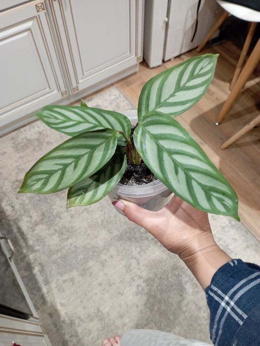 Калатея в горщику