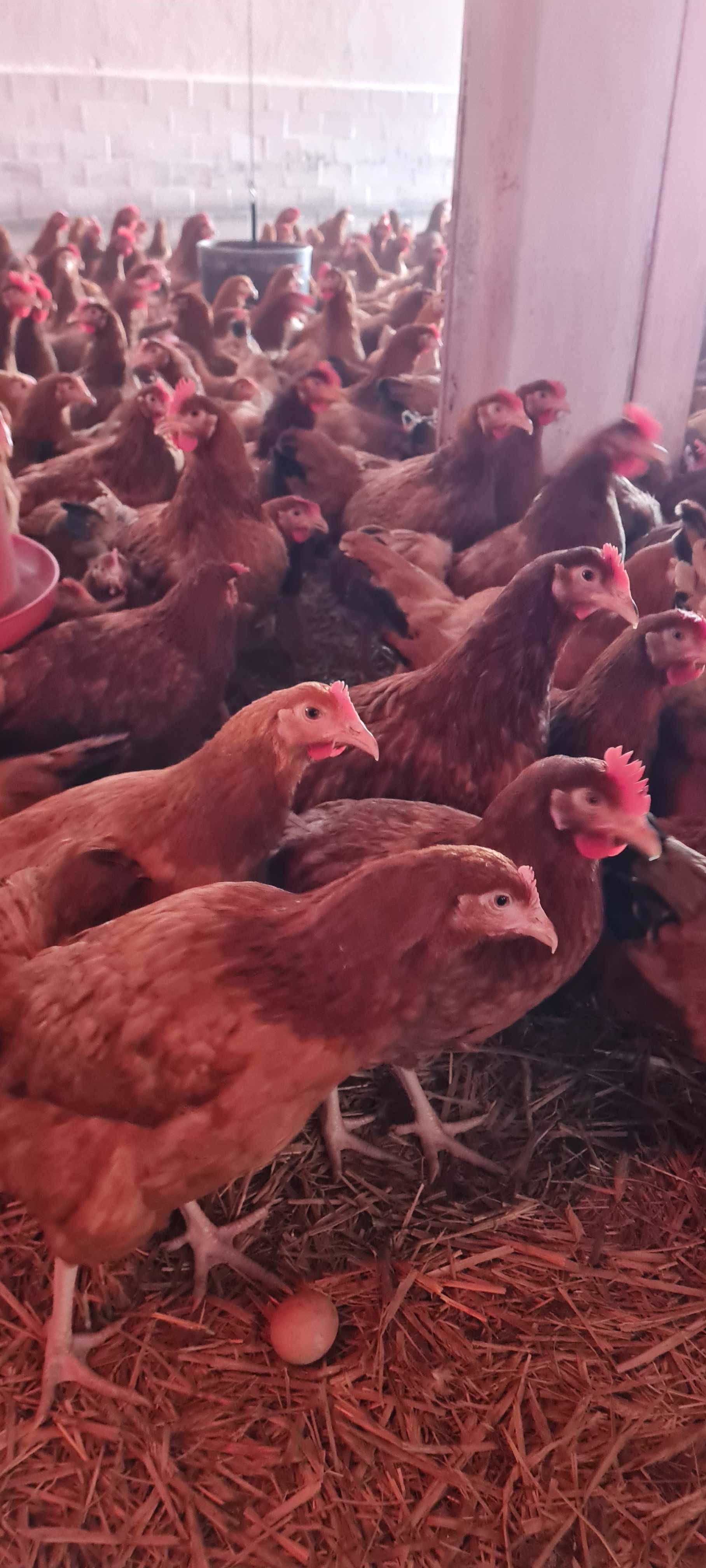 KURY MŁODE NIOSKI kurki z jajkami,ROSA Sonia Leghorn Messa