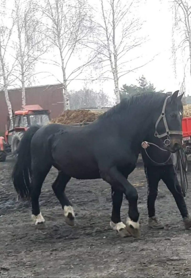 Ogier Śląski Kameron sprzedam