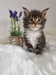 Maine Coon kocurek, rodowód FPL, opcja