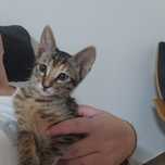 Gatinhas para adoção