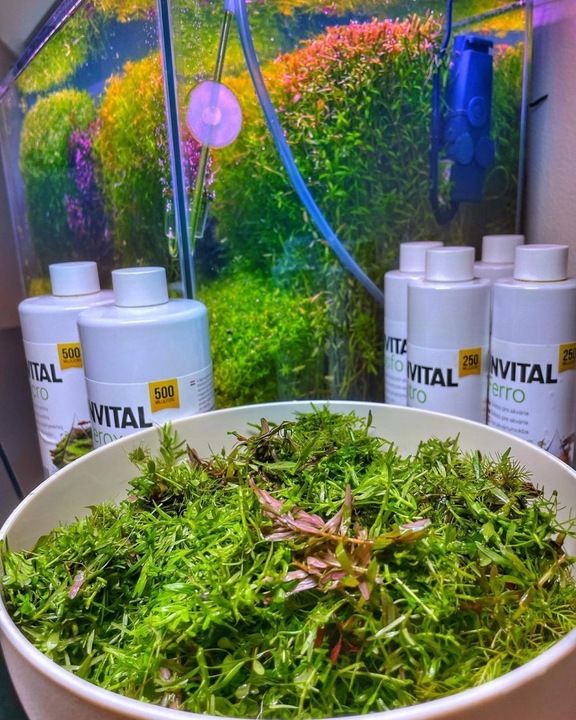 Invital Macro 500 Ml