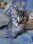 Котик шукає родину (хлопчик, 2 місяці)