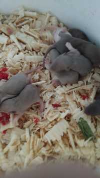 Крысята декоративные малыши