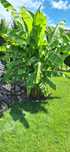 Bananowce Musa basio