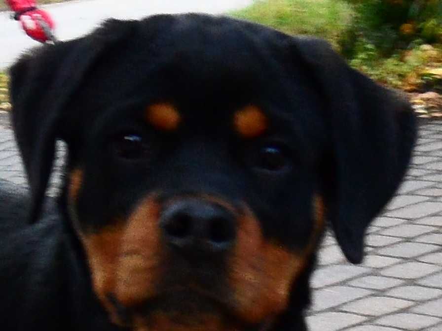 Rottweiler/Rottweilery- LOLA suczka 4,5 miesięczna