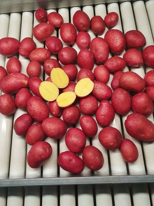 продам Картоплю від фермера