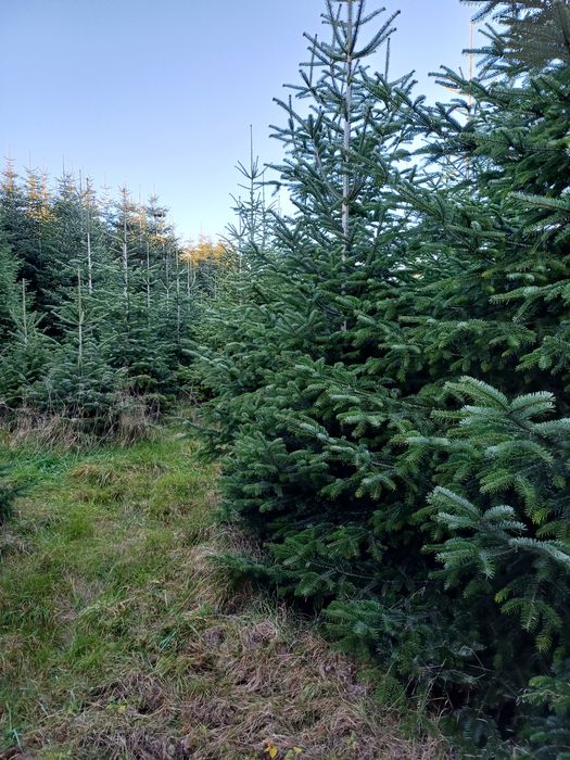 Gałęzie Jodły Kaukaskiej Własna Plantacja