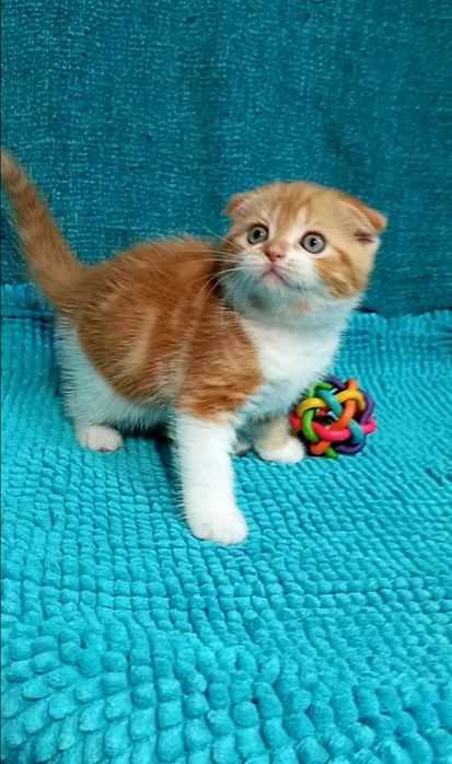 Котенок : "Замурчательный" рыжий котопаренек .