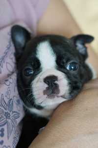 Boston Terrier suczka z rodowodem