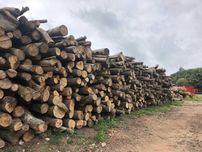 Дрова оптом бук граб дуб метрівки дрова гуртом метрові дрова з доставк