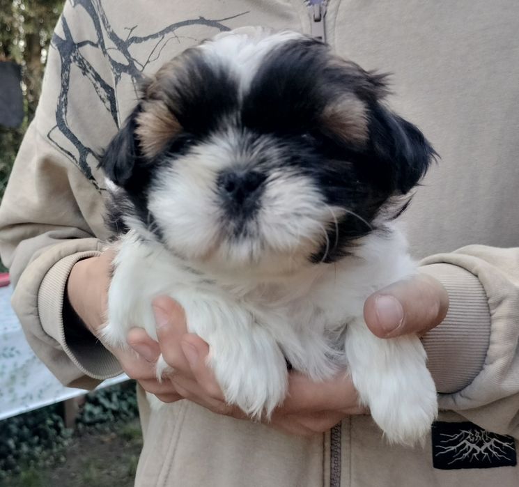 Piesek Shih Tzu.