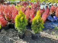 Tuja szmaragd brabant Janed Gold Aurea Nana Europa Tiger Gold Salland