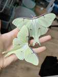 Kokony Actias luna, ćma, motyl