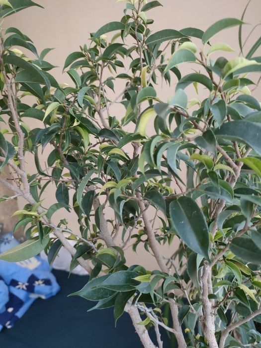 Фікус Наташа висота 90см.