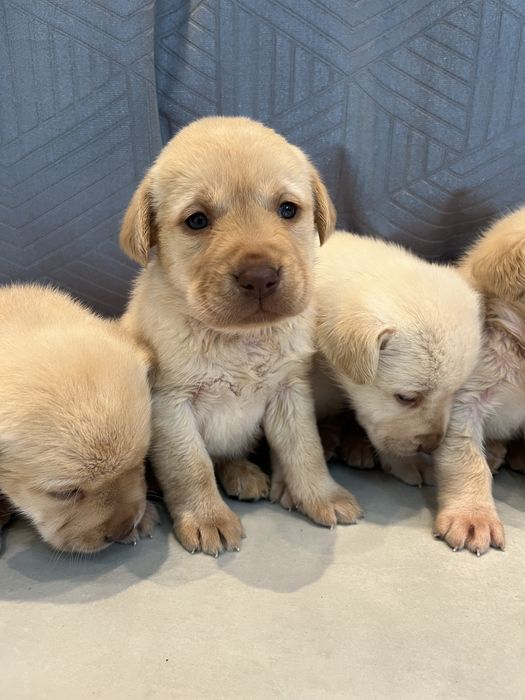 Labrador Retriever