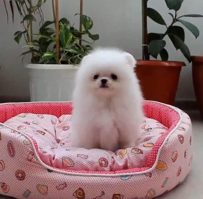 Померанский шпиц . Тайские корейские крови