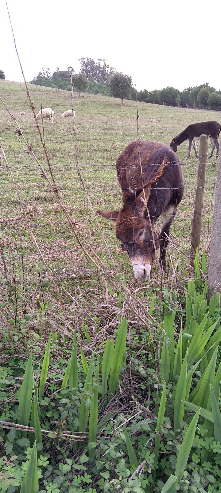 Venda de burros 2 machos