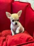 Piesek chihuahua krótkowłosy mini