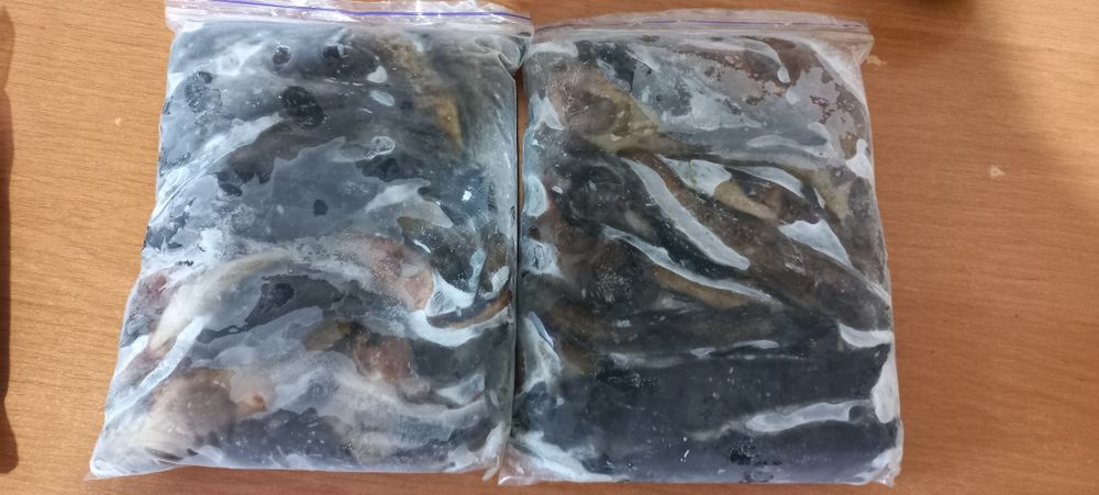 Черноморский Бычок